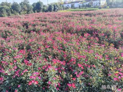 高度35厘米丰花月季
