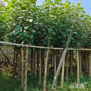 9公分黄槿