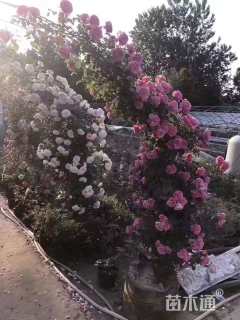 高度100厘米月季