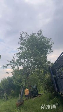 10公分洋紫荆