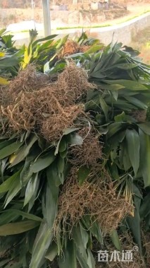 高度60厘米一叶兰