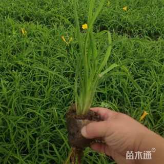 高度27厘米萱草