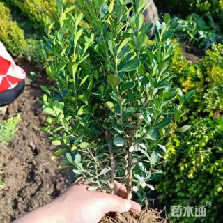高度60厘米小叶黄杨小苗
