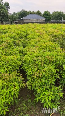 高度100厘米香樟小苗