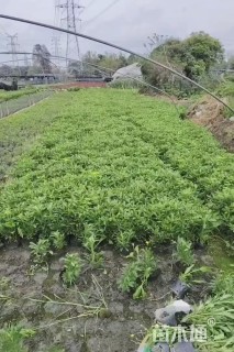 高度25厘米木春菊