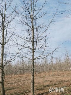 18公分银杏