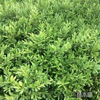 高度1500厘米小叶黄杨