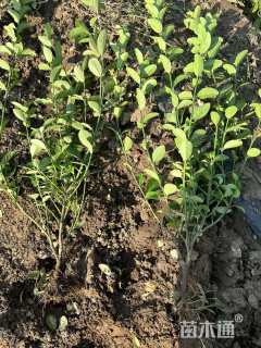 高度40厘米卫矛小苗