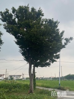 40公分榉树