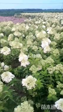 高度40厘米绣球荚蒾