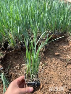 高度30厘米马兰头