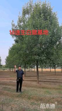 17公分速生白蜡