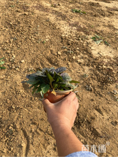 高度15厘米筋骨草