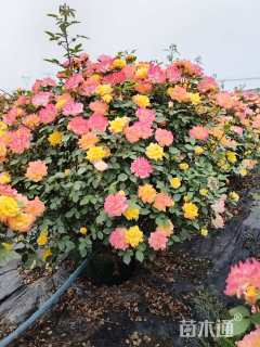 冠幅80厘米月季花球