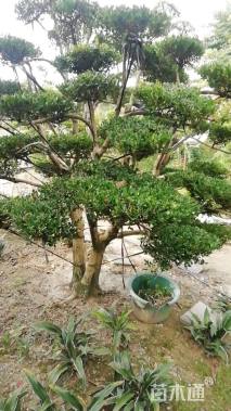 高度170厘米小叶黄杨