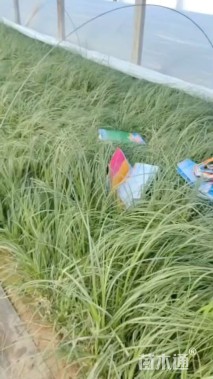 高度120厘米矮蒲苇