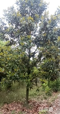 16公分广玉兰