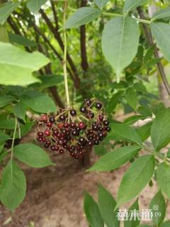 高度200厘米接骨木