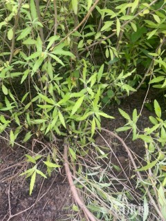 高度50厘米金叶莸