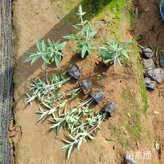 高度40厘米墨西哥鼠尾草
