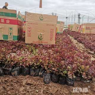 高度15厘米红景天