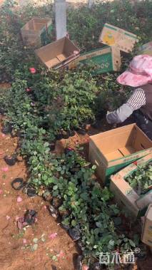 高度40厘米大花月季