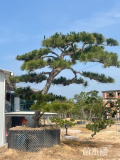 高度150厘米黑松