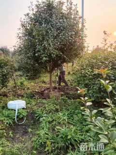 12公分红叶石楠