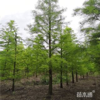 16公分池杉