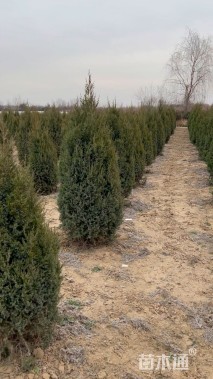 高度180厘米塔桧