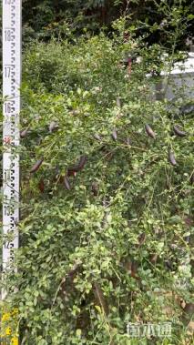 高度30厘米香水柠檬