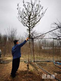 高度300厘米木绣球