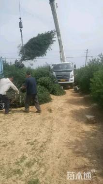 高度300厘米白皮松