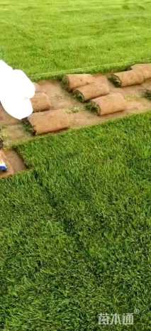 草卷状百慕大草