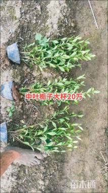 高度50厘米中叶栀子