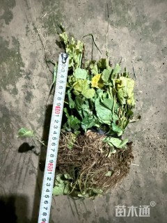 0.1公分团花
