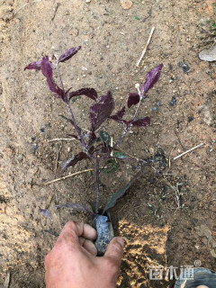 高度15厘米红蓼