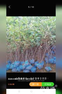 高度150厘米水栒子