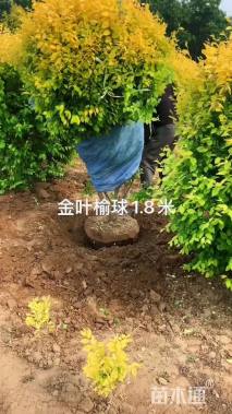 冠幅100厘米金叶榆球