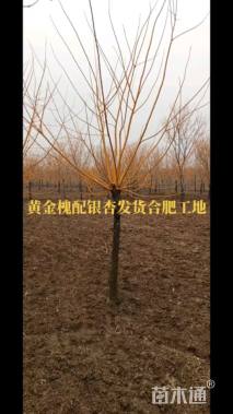 10公分金枝槐