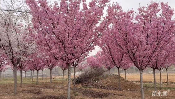 10公分日本晚樱