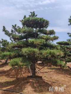 高度300厘米景观松