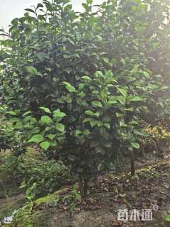 4公分山茶