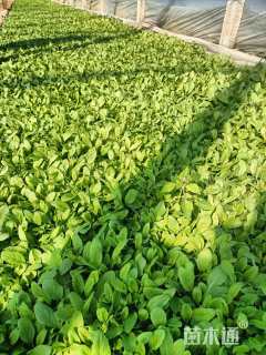 高度14厘米鼠尾草