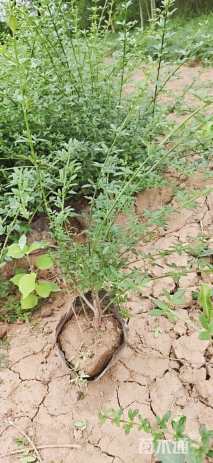 高度80厘米迎春花