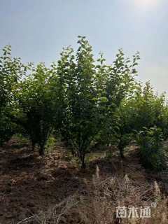 高度120厘米丛生榆叶梅