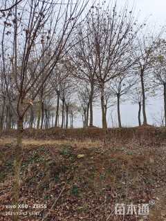 30公分朴树