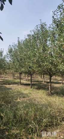 11公分北美海棠