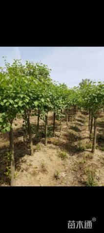 高度350厘米丁香