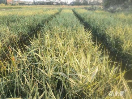 高度30厘米芦竹